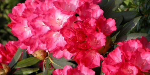 Yakushimansky rododendron: zlatna točka, wolke ruža, lumina, kolibri